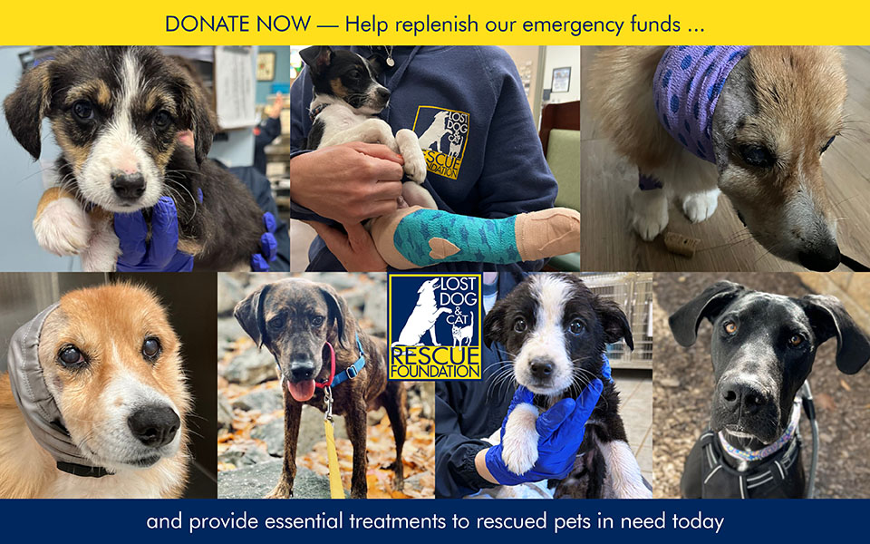 Donate now to help rescued pets in need