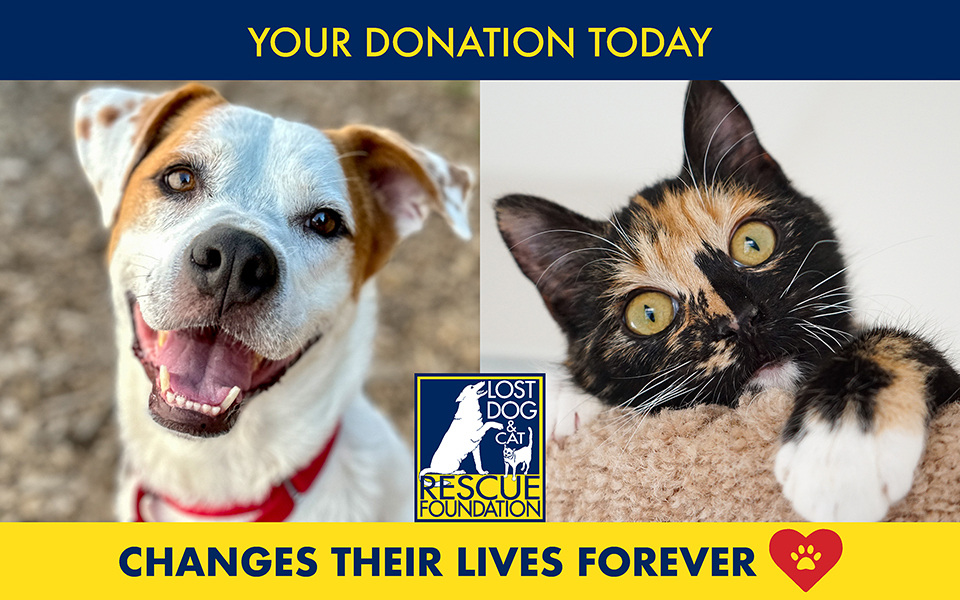 donate now to help rescued dogs and cats on their path to forever homes