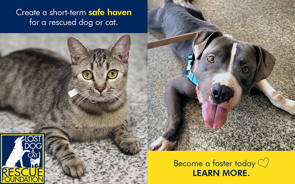 Lost dog and cat rescue discount