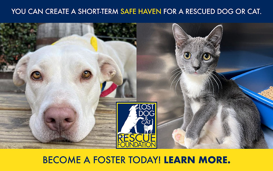 Open your home and heart to a rescued dog or cat