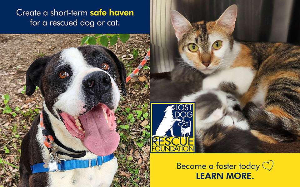 Foster a rescued dog or cat today!