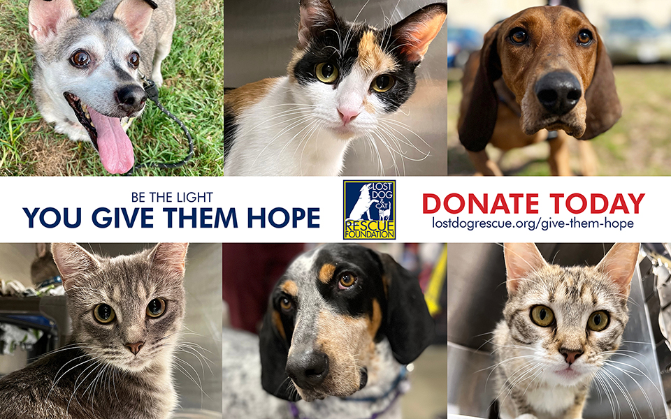 Lost Dog & Cat Rescue Foundation | Arlington, VA