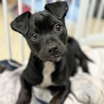 DOG ADOPTION EVENT | 7 Corners PetSmart