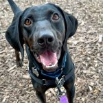 DOG ADOPTION EVENT | 7 Corners PetSmart