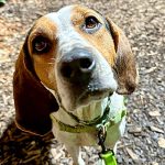 DOG ADOPTION EVENT | Gaithersburg PetSmart