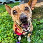 DOG ADOPTION EVENT | Tysons Corner PetSmart