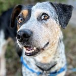DOG ADOPTION EVENT | Sterling PetSmart