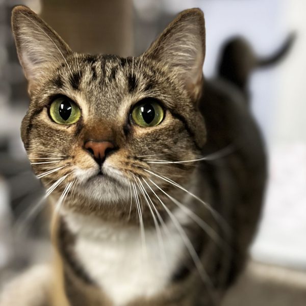 Friendly and affectionate brown and white domestic shorthair tabby named Bean is available for adoption through Lost Dog & Cat Rescue Foundation